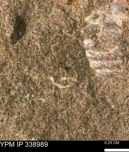 undet. Mollusca