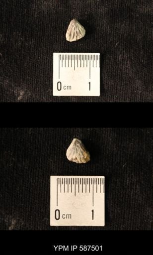 Camarotoechia whitei