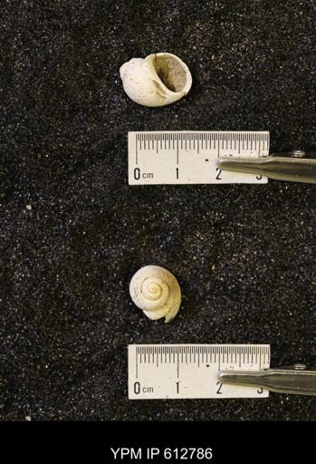Vanikoropsis sp.