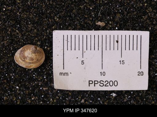 Limopsis striatopunctatus