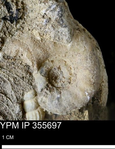 undet. Scaphitidae