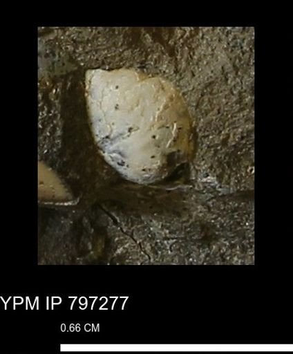 undet. Mollusca