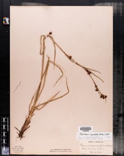 Rhynchospora glomerata