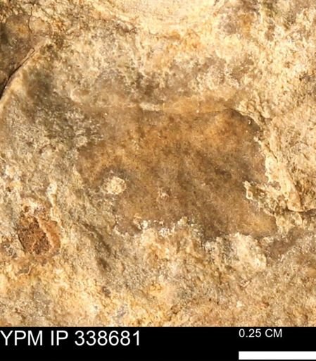 undet. Mollusca