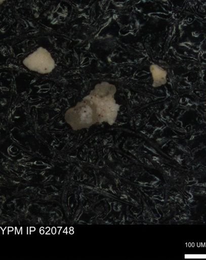 undet. Foraminiferida