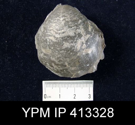 Pentamerus oblongus