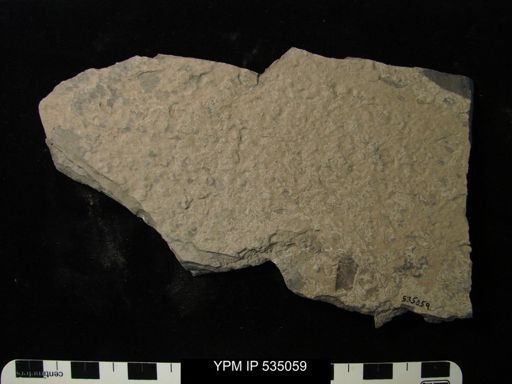 undet. Eurypterida