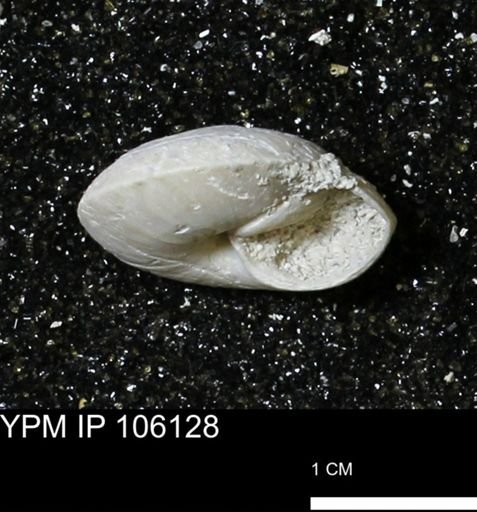 Poecilozonites bermudensis zonatus