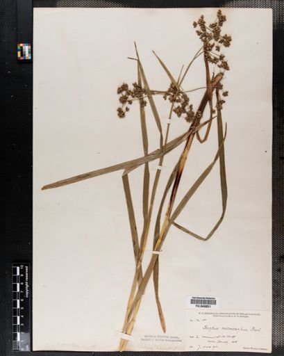 Scirpus expansus