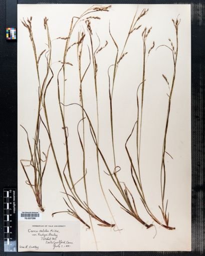 Carex debilis
