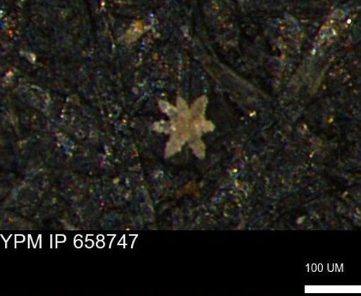 undet. Porifera