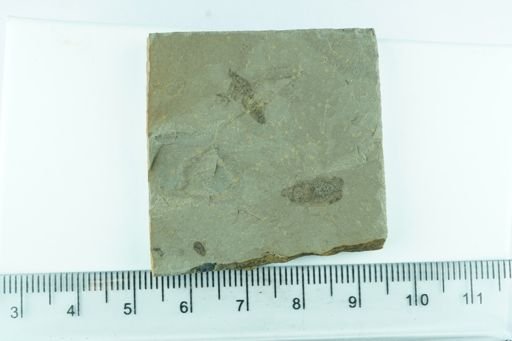 Coleoptera?
