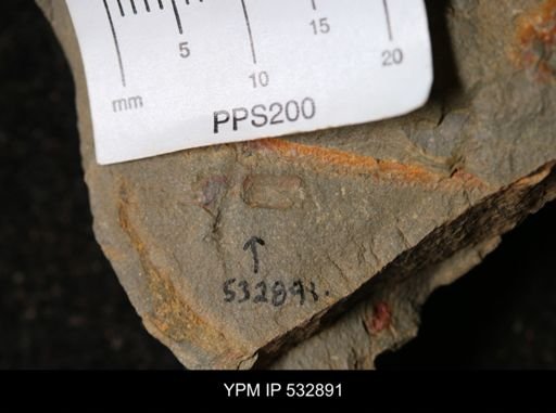 Echinodermata?