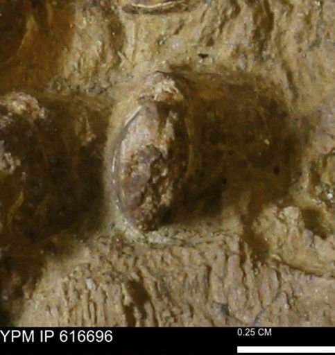 Teredo sp.