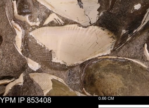 Parallelodon sp.