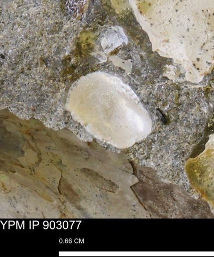 undet. Mollusca