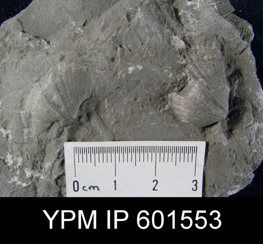 Spirifer niagarensis