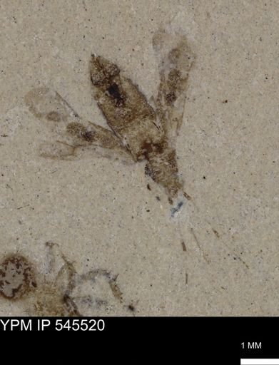 undet. Insecta