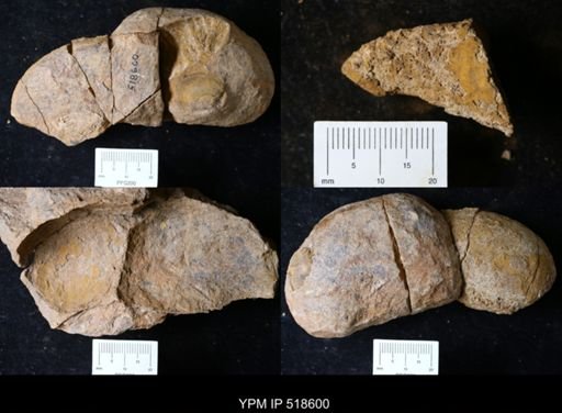 undet. Echinodermata