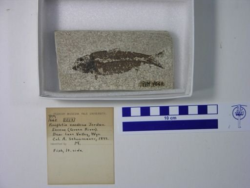 Knightia eocaena