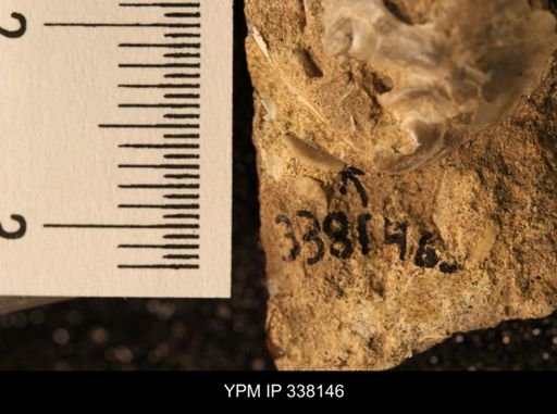 undet. Bivalvia