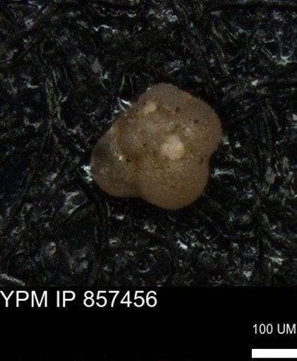 undet. Foraminiferida