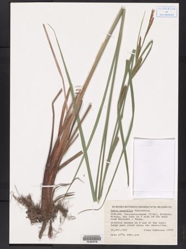 Carex aquatilis