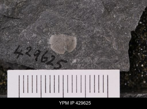 Devonochonetes coronatus