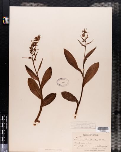 Habenaria