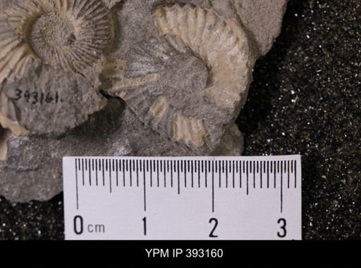 undet. Scaphitidae