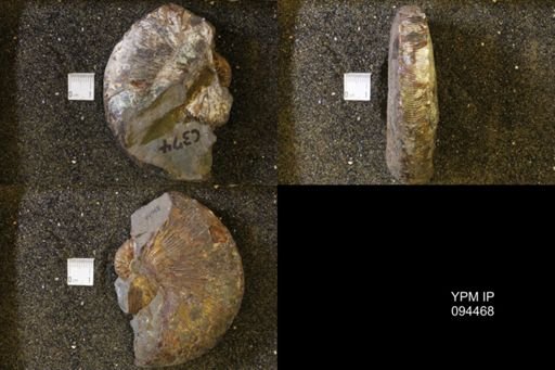 Hoploscaphites?