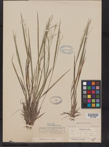Panicum linearifolium
