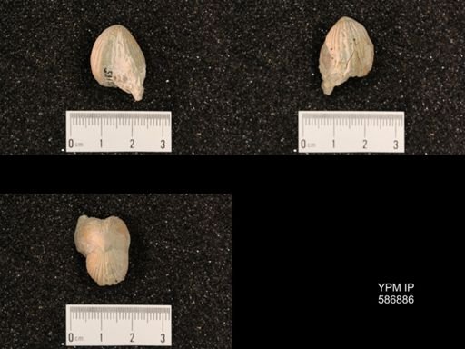 Rhynchotrema capax