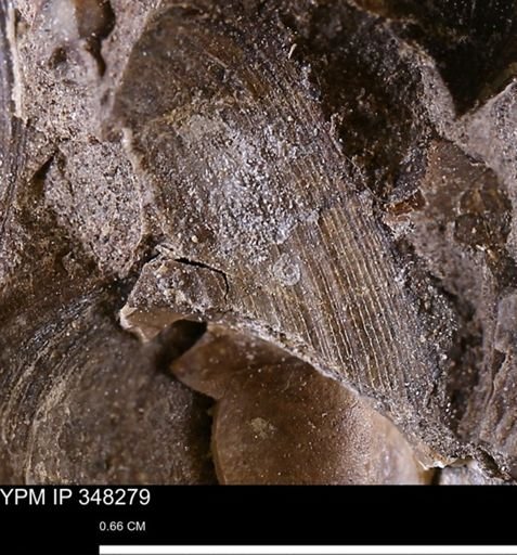 Limopsis striatopunctatus