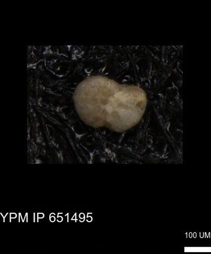 undet. Foraminiferida