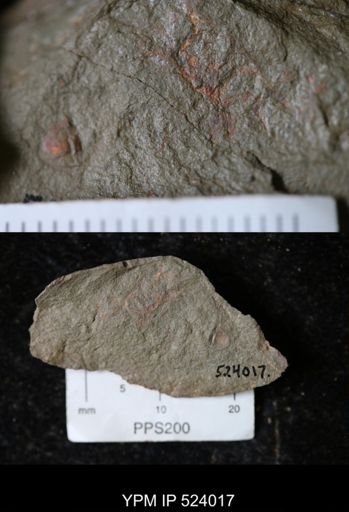 undet. Trilobita
