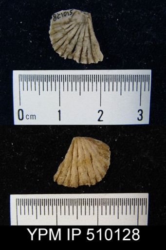undet. Brachiopoda