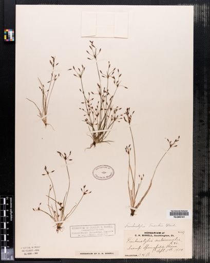 Fimbristylis autumnalis