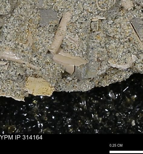 undet. Scaphopoda