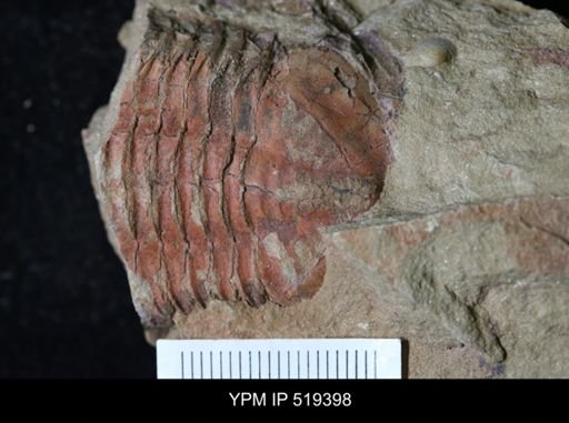 undet. Asaphidae