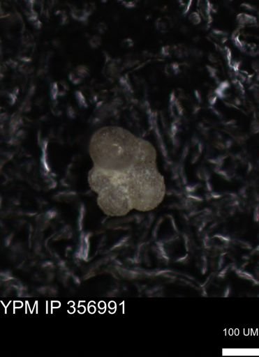 undet. Foraminiferida