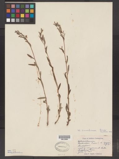 Helianthemum canadense