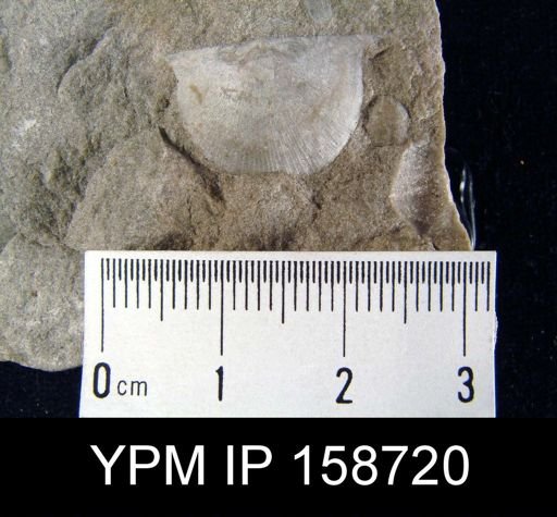 Brachyprion robustum alatum