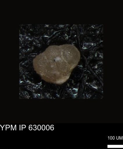 undet. Foraminiferida