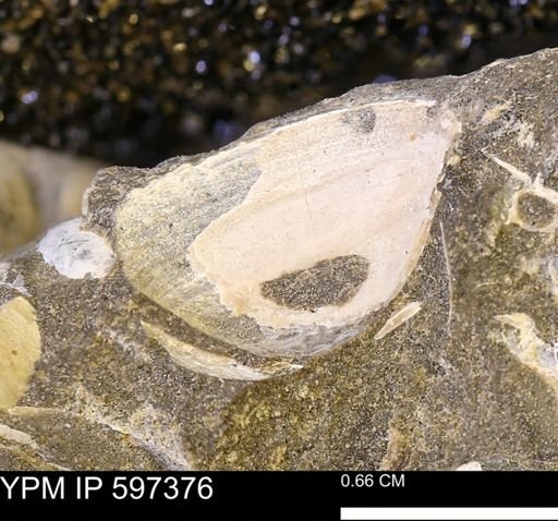 Limopsis striatopunctatus