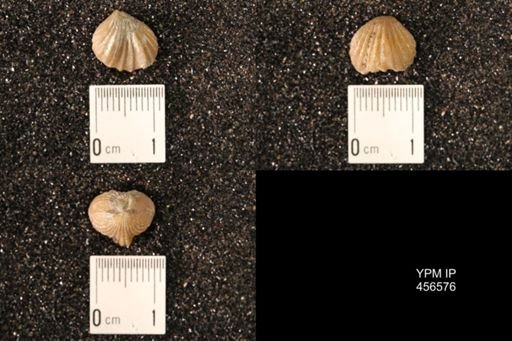 Rhynchonella dentata