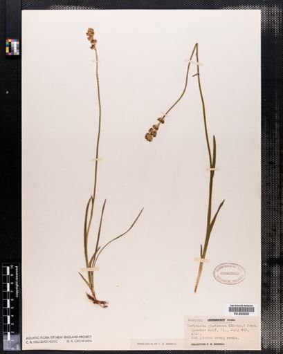 Tofieldia glutinosa