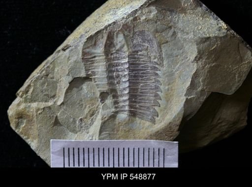 Amecephalus?