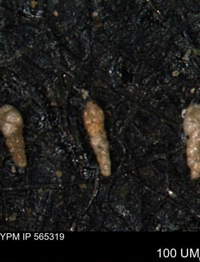 Verneuilinoides kansasensis