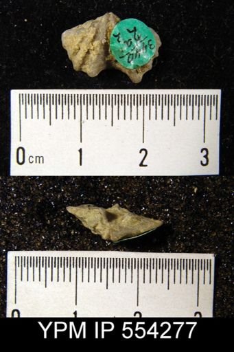 Megakozlowskiella perlamellosa